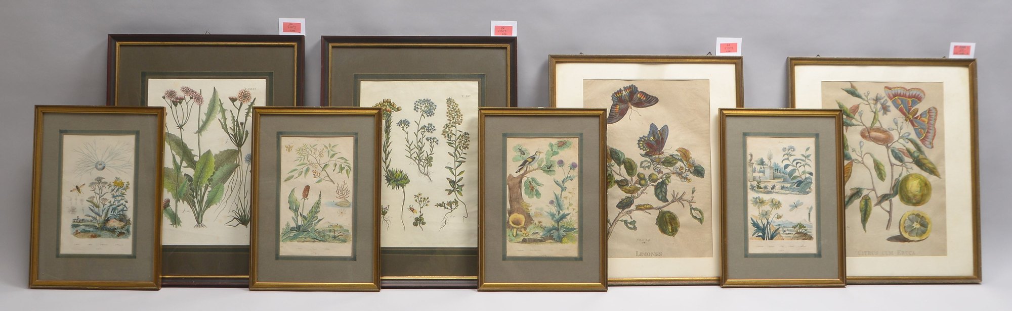 Kleine Sammlung botanischer Stiche, unterschiedliche Themen/Motive, 8 Stück, jeweils hinter Glas