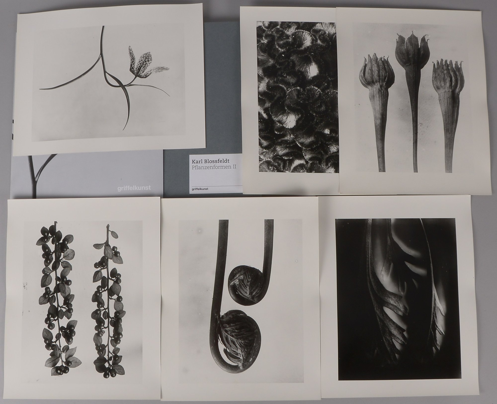Blossfeldt, Karl, 'Pflanzenformen II' - Edition Griffelkunst: 6x Fotografien