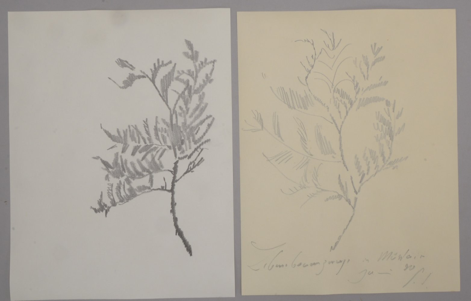 Sprotte, Siegward, 'Baumzweige', 2 orig. Kohlezeichnungen/1x sign./dat. '1990', verso bez.