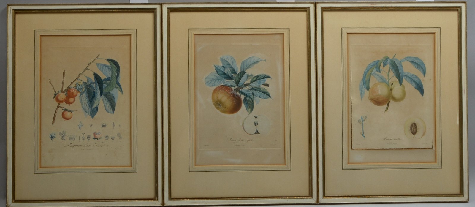 Kl. Grafikkonvolut, alt, 'Früchtestudien', 3 Farbradierungen, jew. unter PP hinter Glas