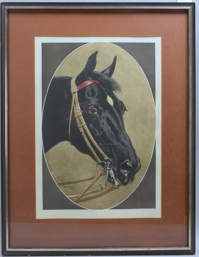 Pock, Alexander, 'Portrait eines Rappen', Farblithografie, unten li. sign., unter PP hinter Glas