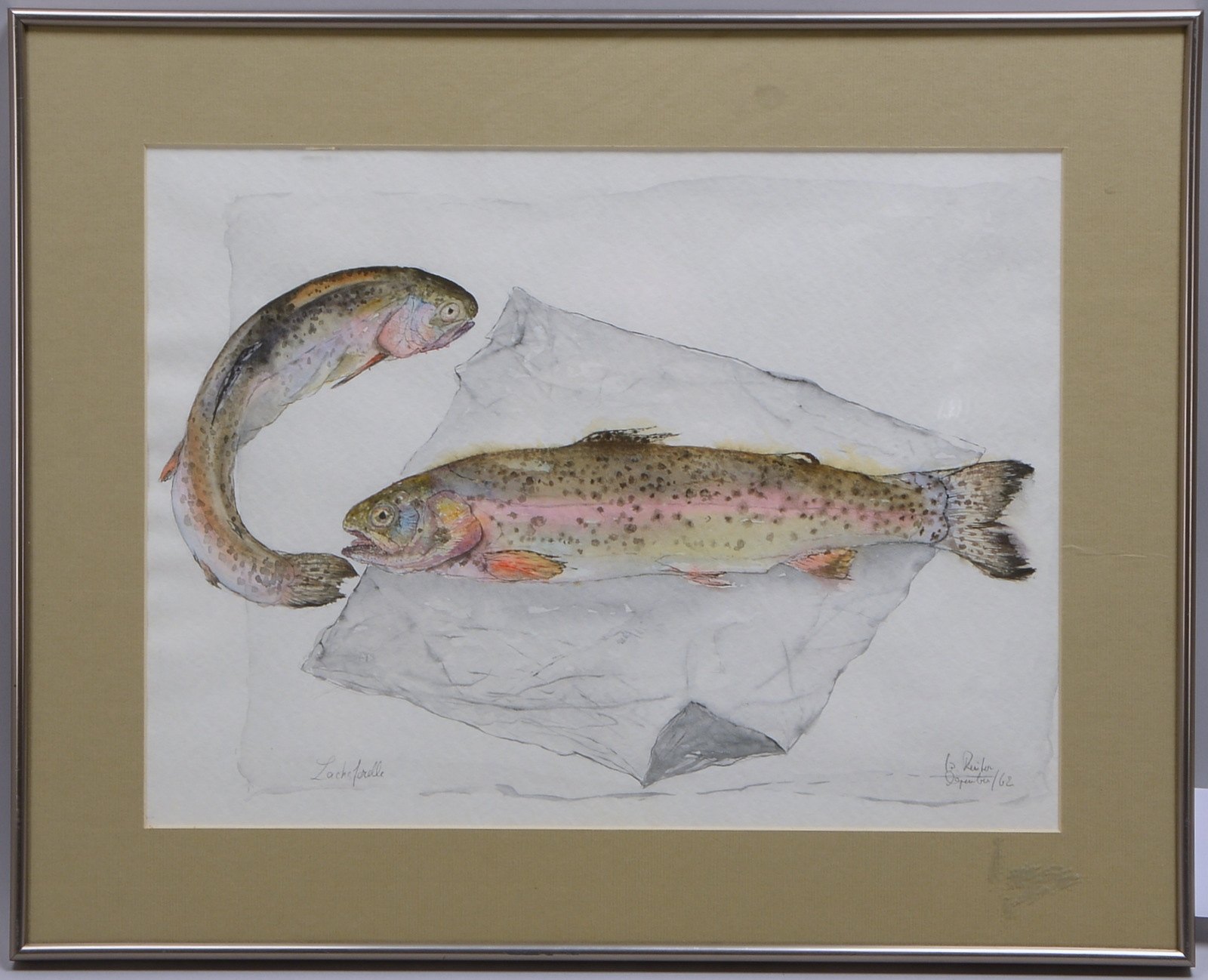 Reuter, G., 'Lachsforelle', aquarellierte Zeichnung, unten re. sign./dat. (19)'62'