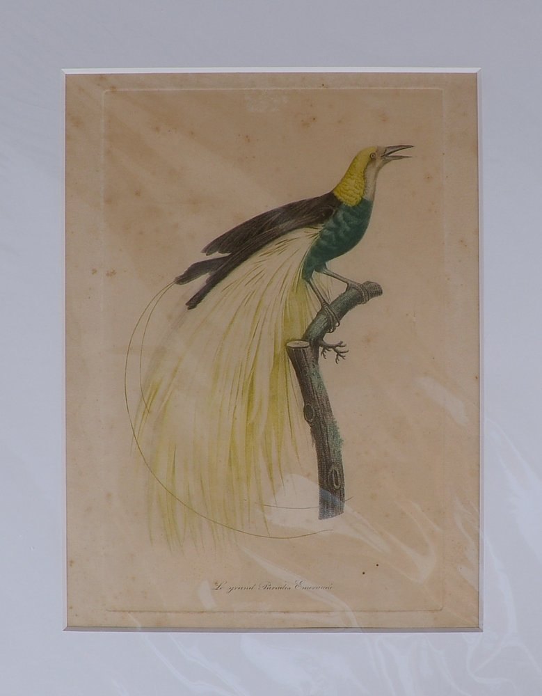 Radierung (wohl J. Barraband), 'Paradiesvogel', kol., unsign., unter PP/ungerahmt