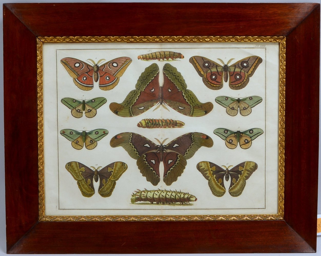 Farbrad., 'Falter und Raupen', hinter Glas, im Mahagoni-Rahmen; Maße 46 x 62 cm