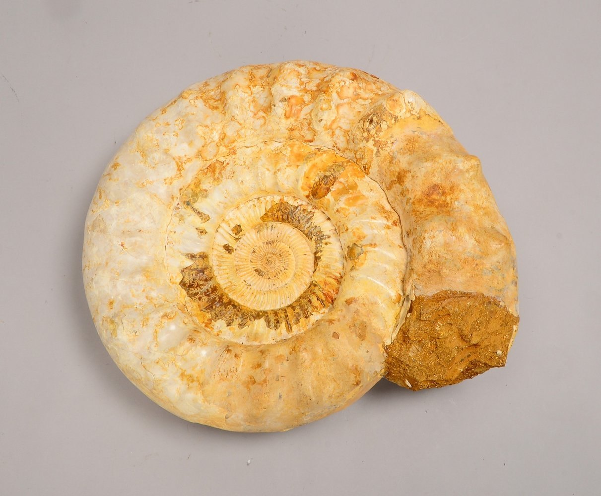 Versteinerter Ammonit, sichtb. Lobenlinien und Kalzifizierung; Ø bis 40 cm, Gew. 26 kg