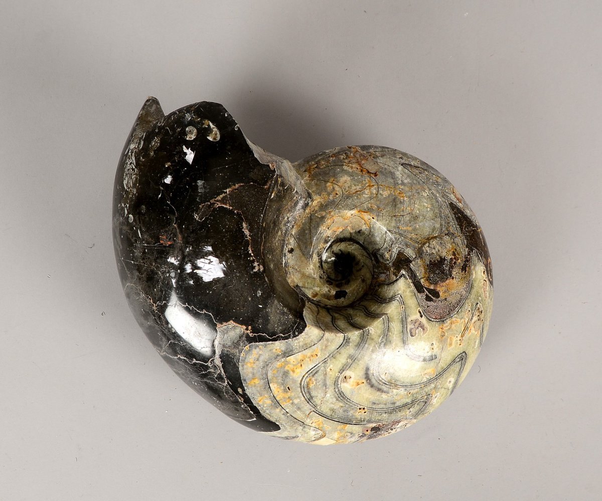 Großer Ammonit, Kopffüßler; Maße ca. 30 x 22 cm