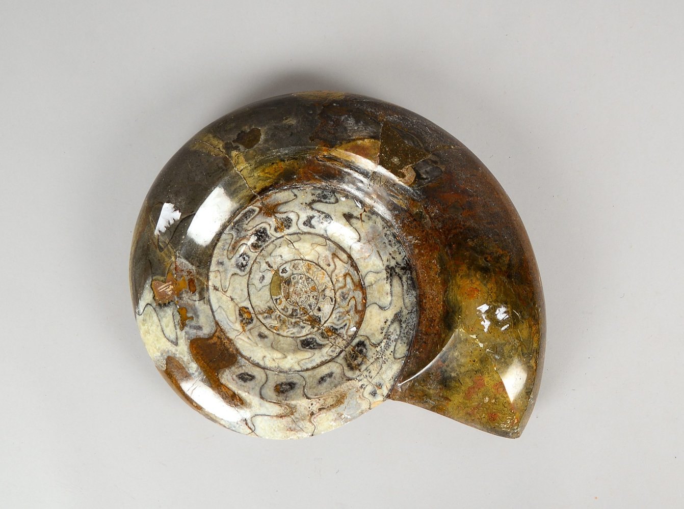 Großer Ammonit, Kopffüßler; Maße ca. 36 x 29 cm