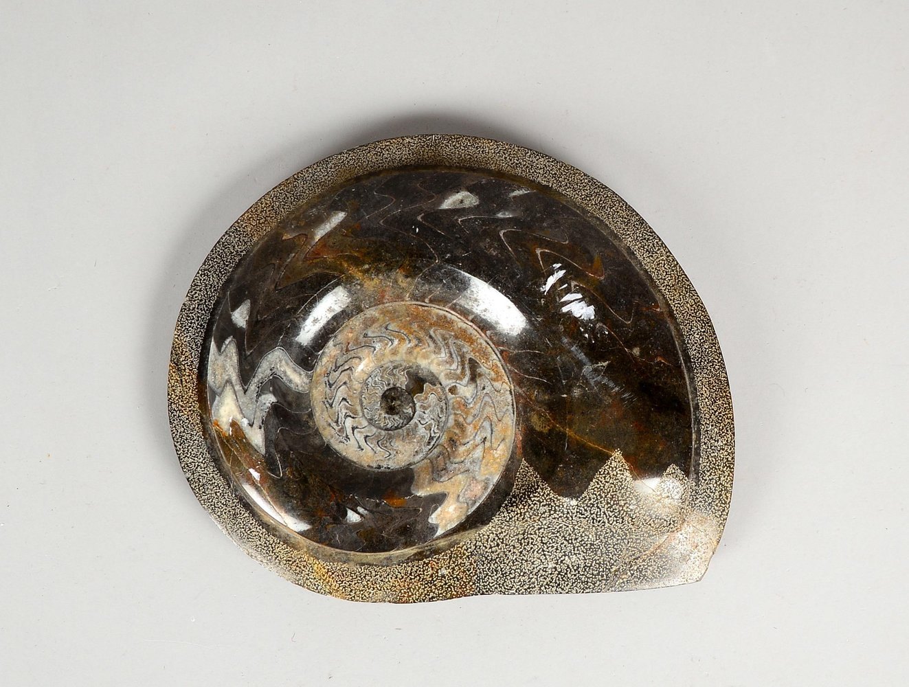 Mittelgroßer Ammonit, Kopffüßler; Maße ca. 27 x 22 cm