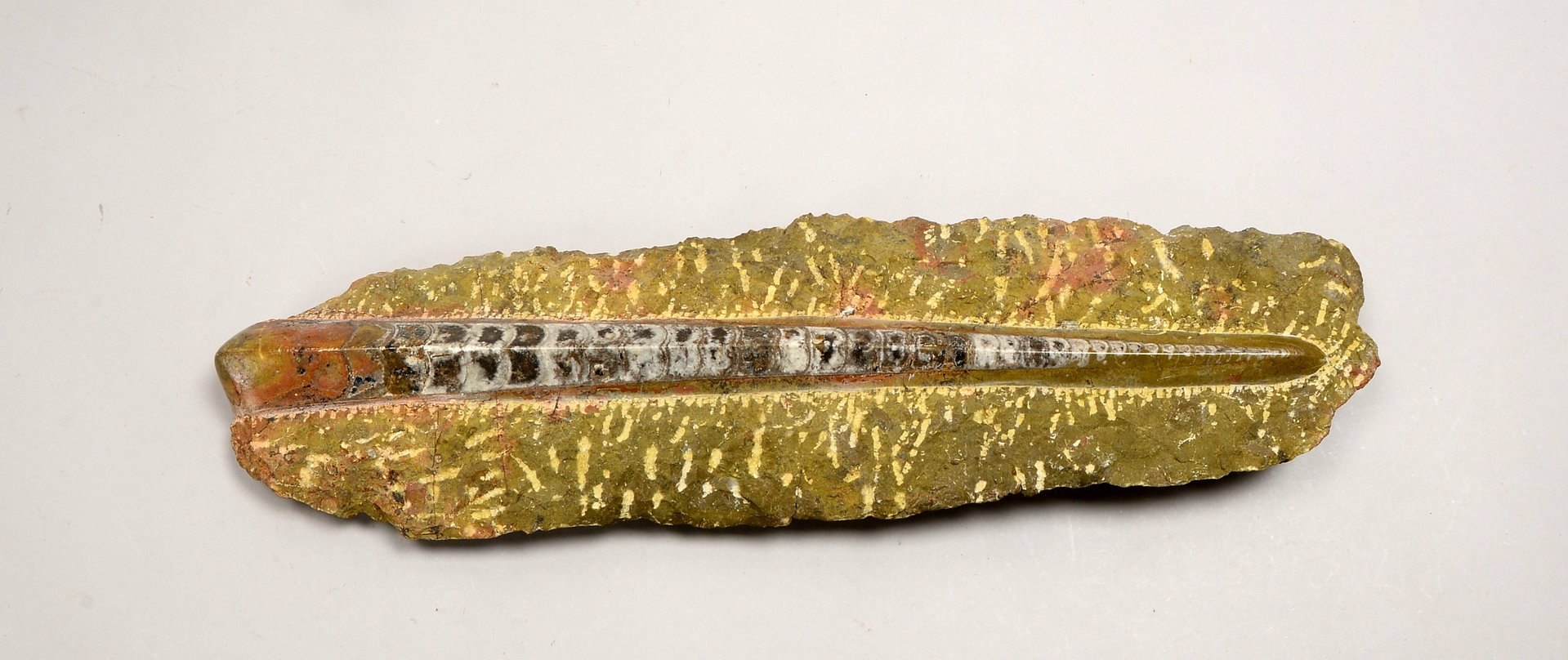 Gr. Fossil/Versteinerung, auf Eisenständer; Länge 57 cm (mit Klebenaht/rücks.)