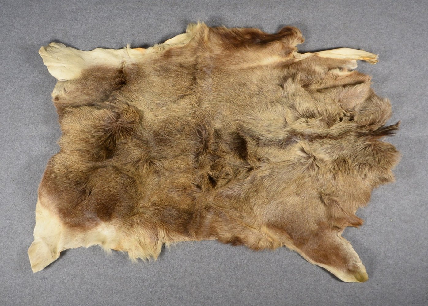 Elchfell (als Teppich/Vorleger), intakt; Länge ca. 220 cm