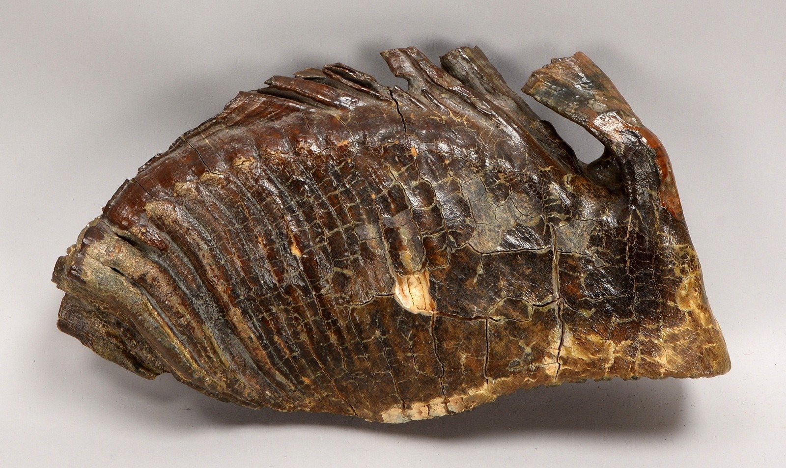 Fossiler Mammut-Backenzahn (Alter/Fundort unbek.), naturbelassen; Länge 34 cm, Gew. ca. 5 kg