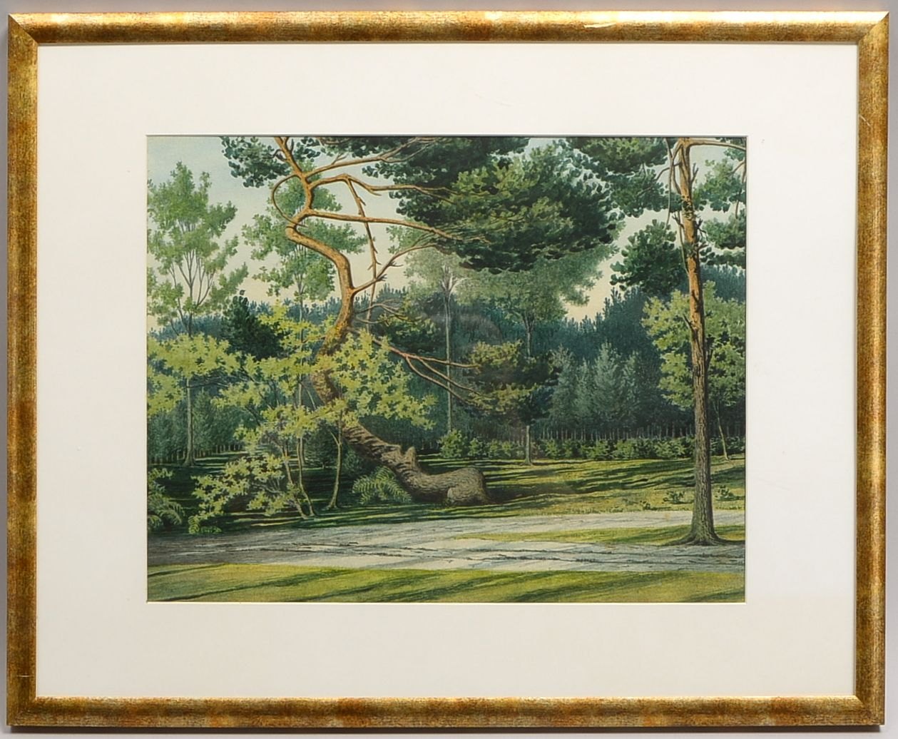 Degner, Arthur, 'Krumme Kiefer im Kankeler Walde', verso bet., bleisign./dat. '1908'