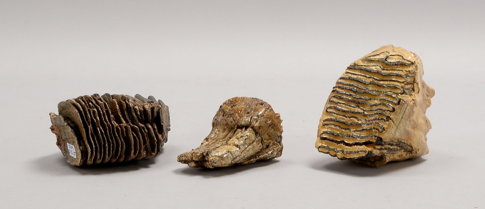 3 Sammler-Fossilien: versteinerte Mammutzähne/1x Steppenmammut; Höhe bis 12 cm
