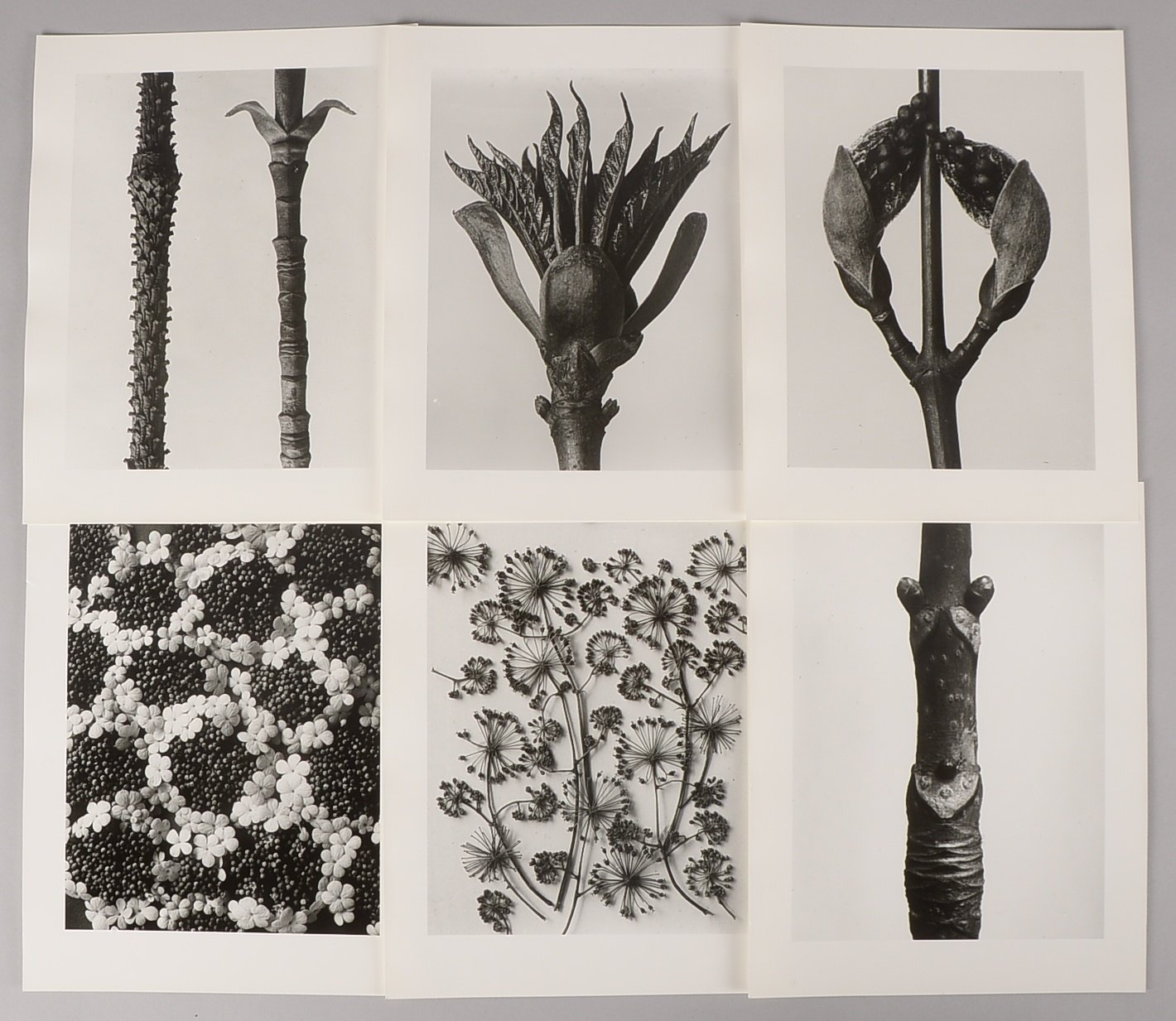 Blossfeldt, K., Pflanzenformen, 6x Fotogr. (Griffelkunst: 2010), bez.; Maße 30,5 x 24 cm
