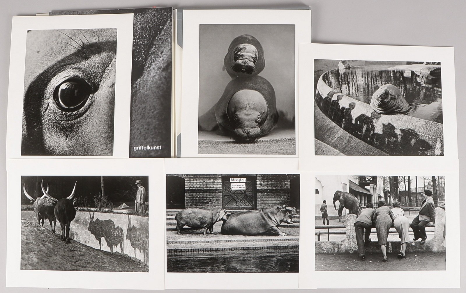 Seidenstücker, Friedrich, Mappe, 6 Zoo-Fotografien (Griffelkunst); Maße 30 x 24 cm