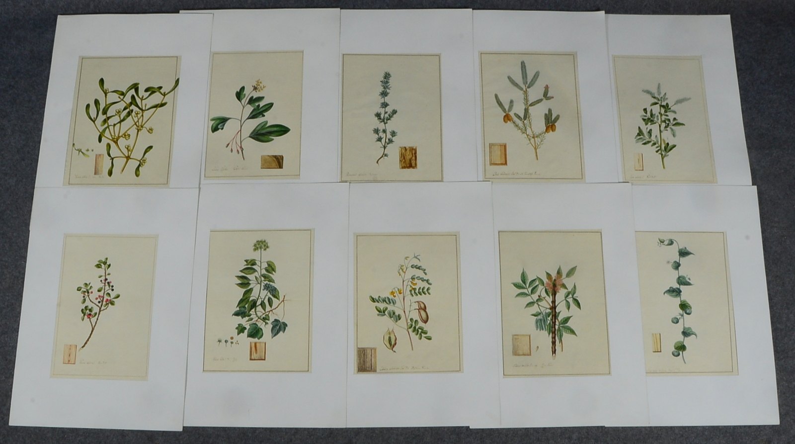 Konvolut historischer Aquarelle, botanische Darstellungen - diverse Pflanzenmotive, jeweils in latei