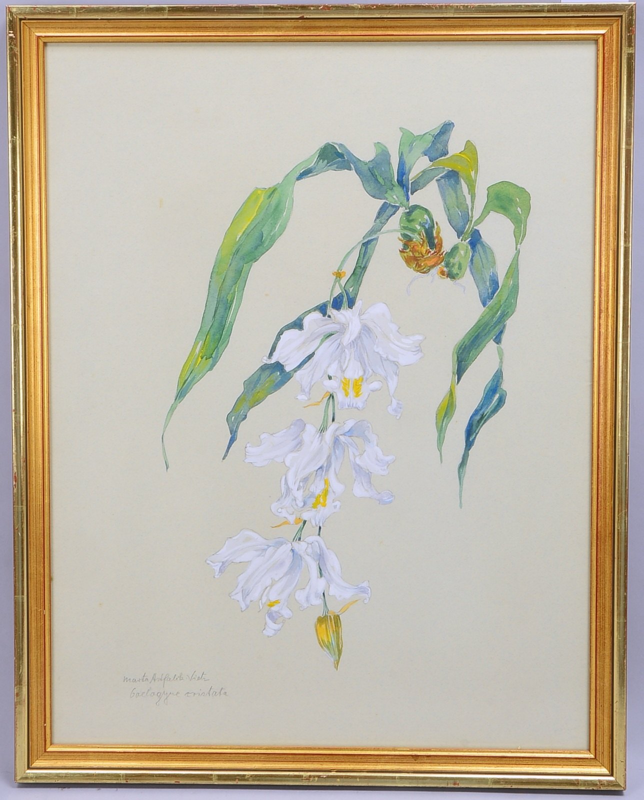 Astfalck-Vietz, Marta (1901 Debno/Polen - 1994 Nienhagen), 'Weiße Blütenkelche', Aquarell/Zeichnung,