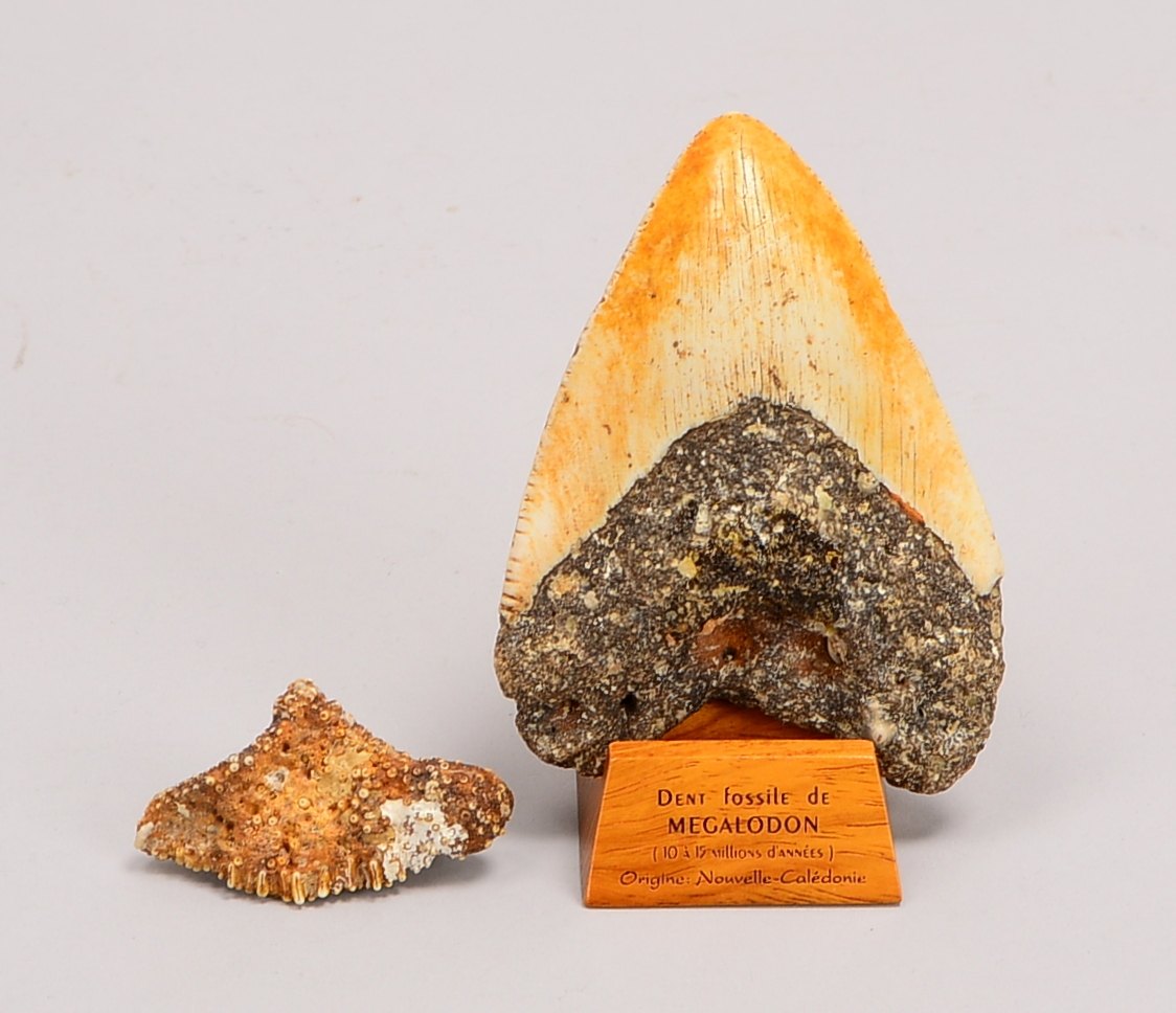 2 Sammler-Fossilien/Versteinerungen (Fundort wohl Neukaledonien, Alter vermutlich 10 - 15 Mio. Jahre