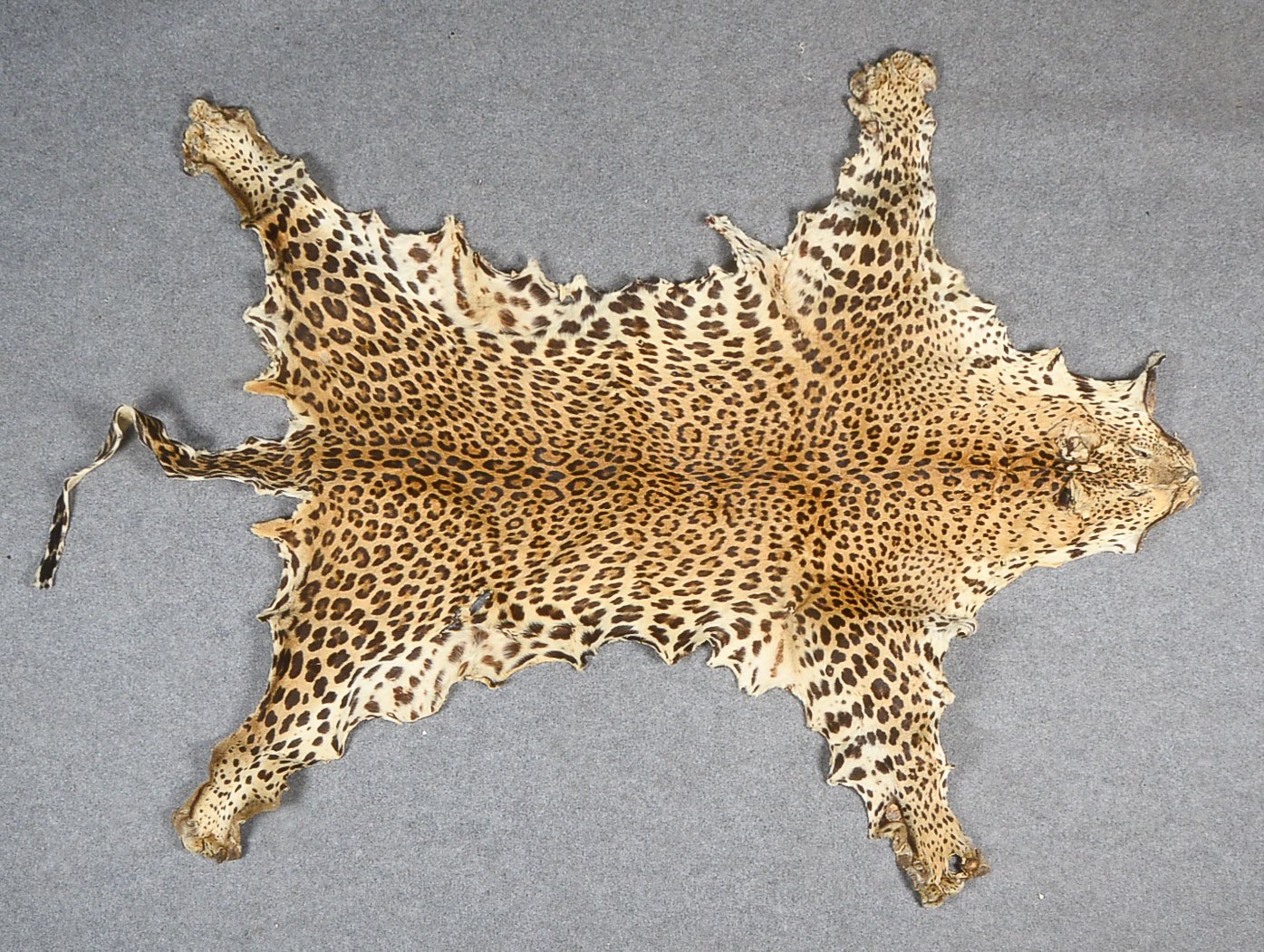 Echtes Leopardenfell, Panthera Pardus, komplette Haut mit Kopf und Schwanz eines Leoparden, Ursprung
