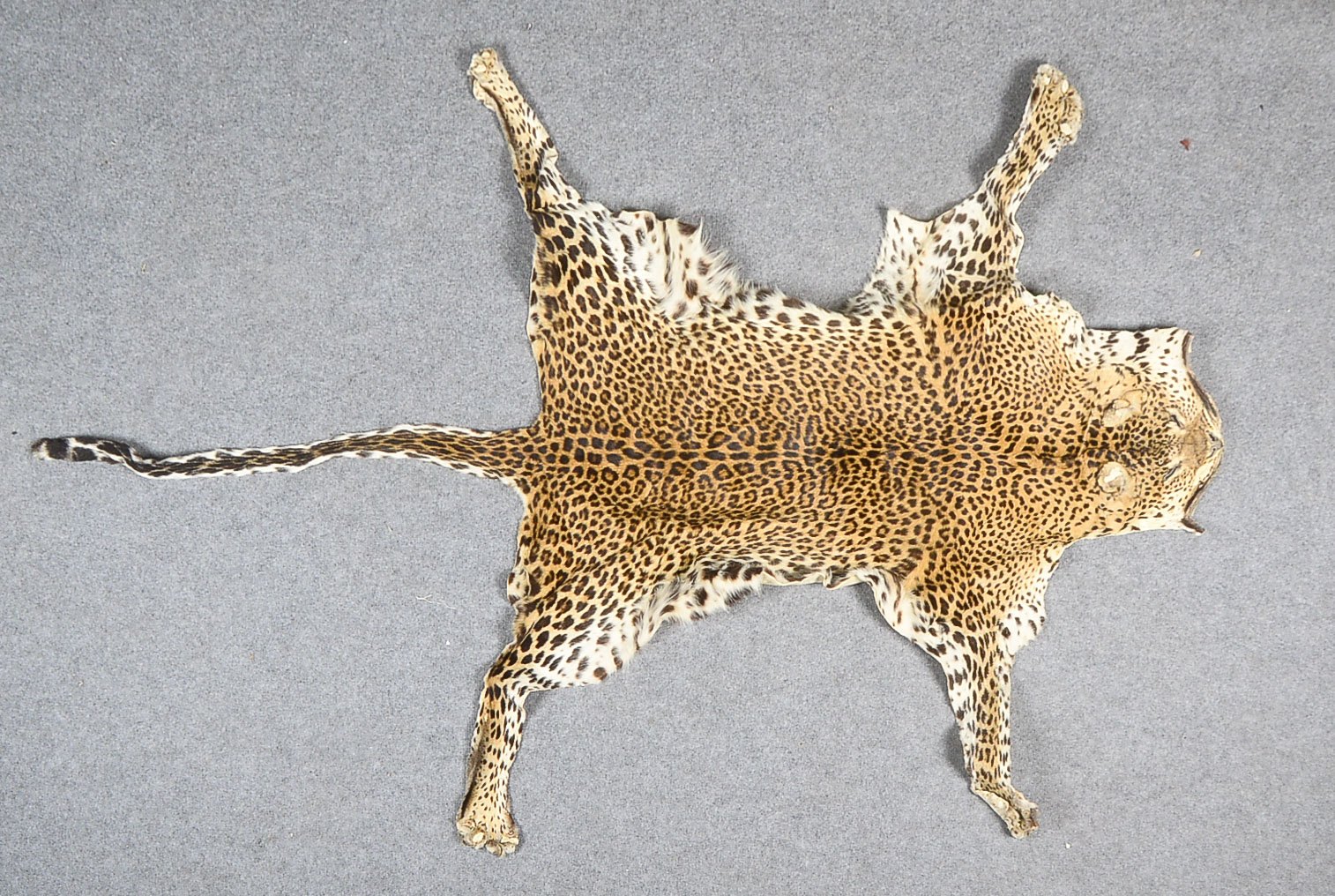 Echtes Leopardenfell, Panthera Pardus, komplette Haut mit Kopf und Schwanz eines Leoparden, Ursprung