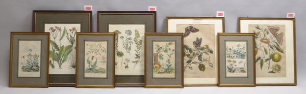 Kleine Sammlung botanischer Stiche, unterschiedliche Themen/Motive, 8 Stück, jeweils hinter Glas