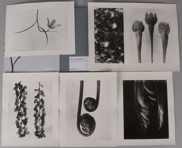 Blossfeldt, Karl, 'Pflanzenformen II' - Edition Griffelkunst: 6x Fotografien