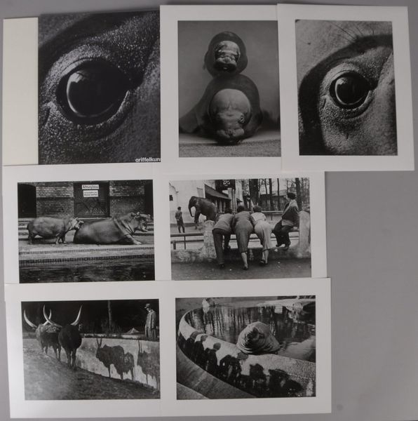 Seidenstücker, Friedrich, 'Zoo-Photographien' - Griffelkunst: 6x Fotogr.