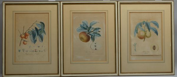 Kl. Grafikkonvolut, alt, 'Früchtestudien', 3 Farbradierungen, jew. unter PP hinter Glas