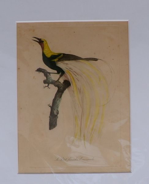 Radierung (wohl J. Barraband), 'Paradiesvogel', kol., unsign., unter PP/ungerahmt