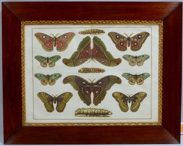Farbrad., 'Falter und Raupen', hinter Glas, im Mahagoni-Rahmen; Maße 46 x 62 cm