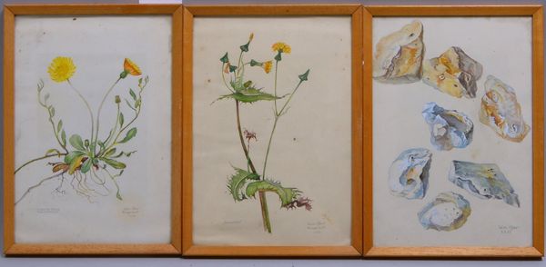 Ohler, Willy, 3 'Biologische Studien', Tuschezeichn./Aquarell, bleisign./dat., hinter Glas