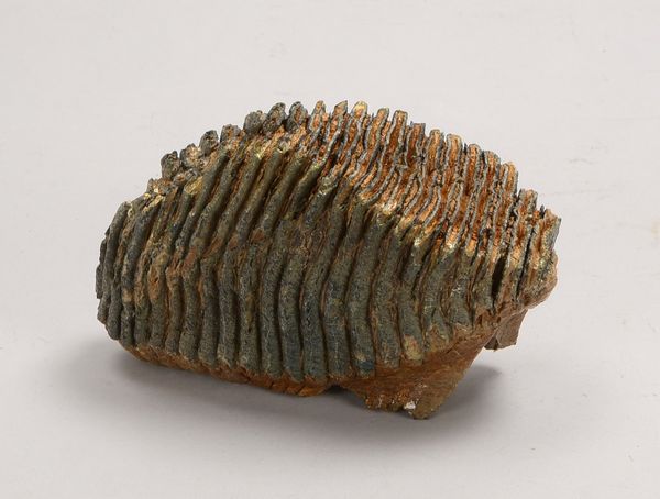 Sammler-Fossil: versteinerter Mammut-Backenzahn; Höhe 14 cm, Breite 12 cm