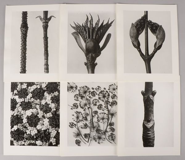 Blossfeldt, K., Pflanzenformen, 6x Fotogr. (Griffelkunst: 2010), bez.; Maße 30,5 x 24 cm