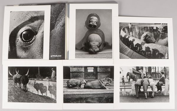 Seidenstücker, Friedrich, Mappe, 6 Zoo-Fotografien (Griffelkunst); Maße 30 x 24 cm